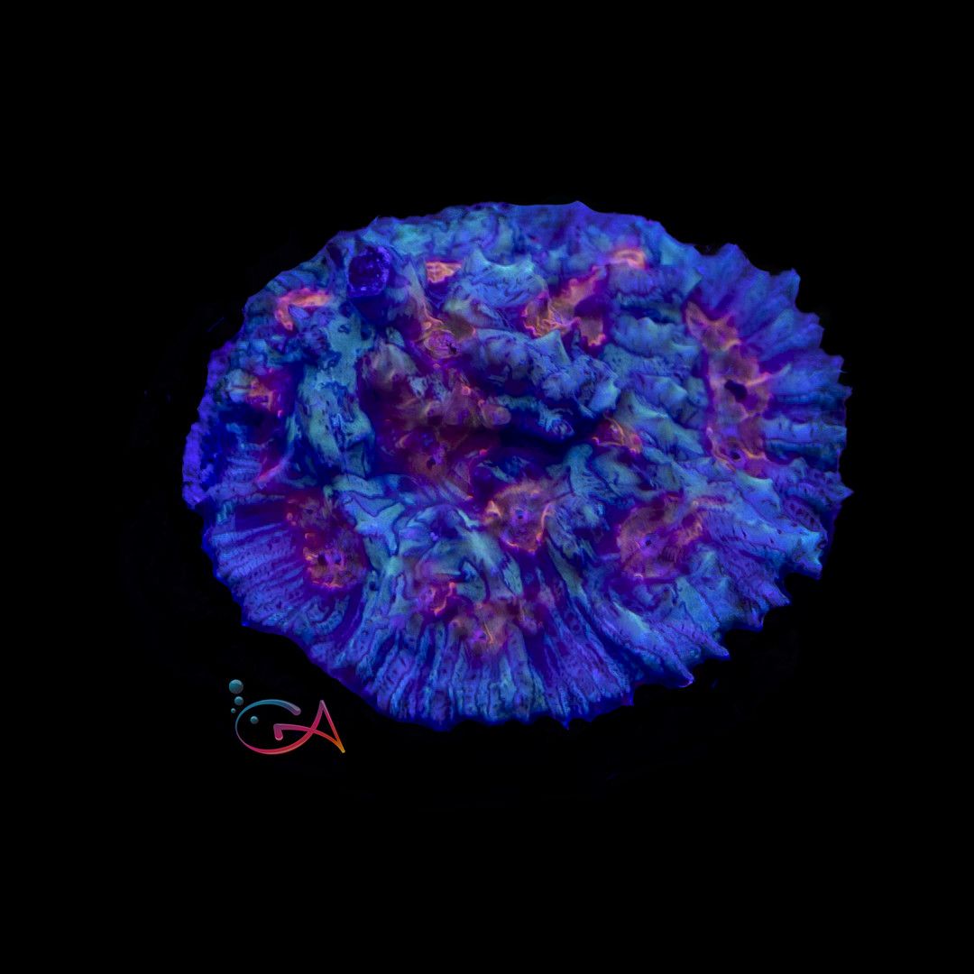 Coral - Frag - Chalice - Skittles in Space OA