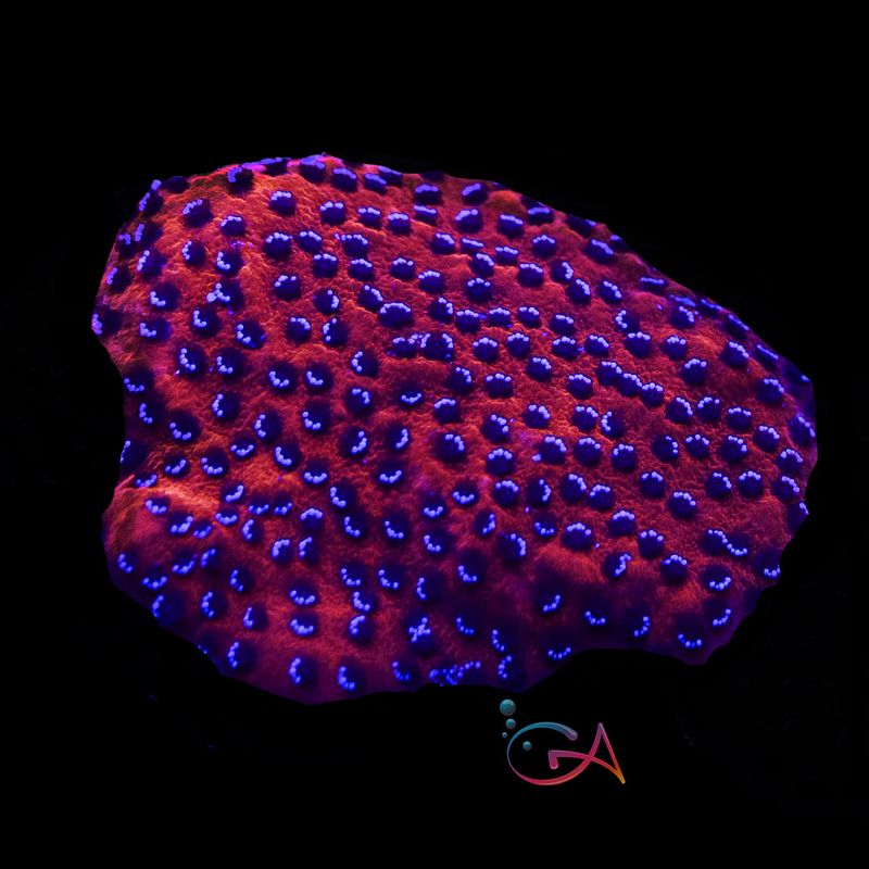 Coral - Frag - Montipora - Mystic Sunset / Reverse Superman