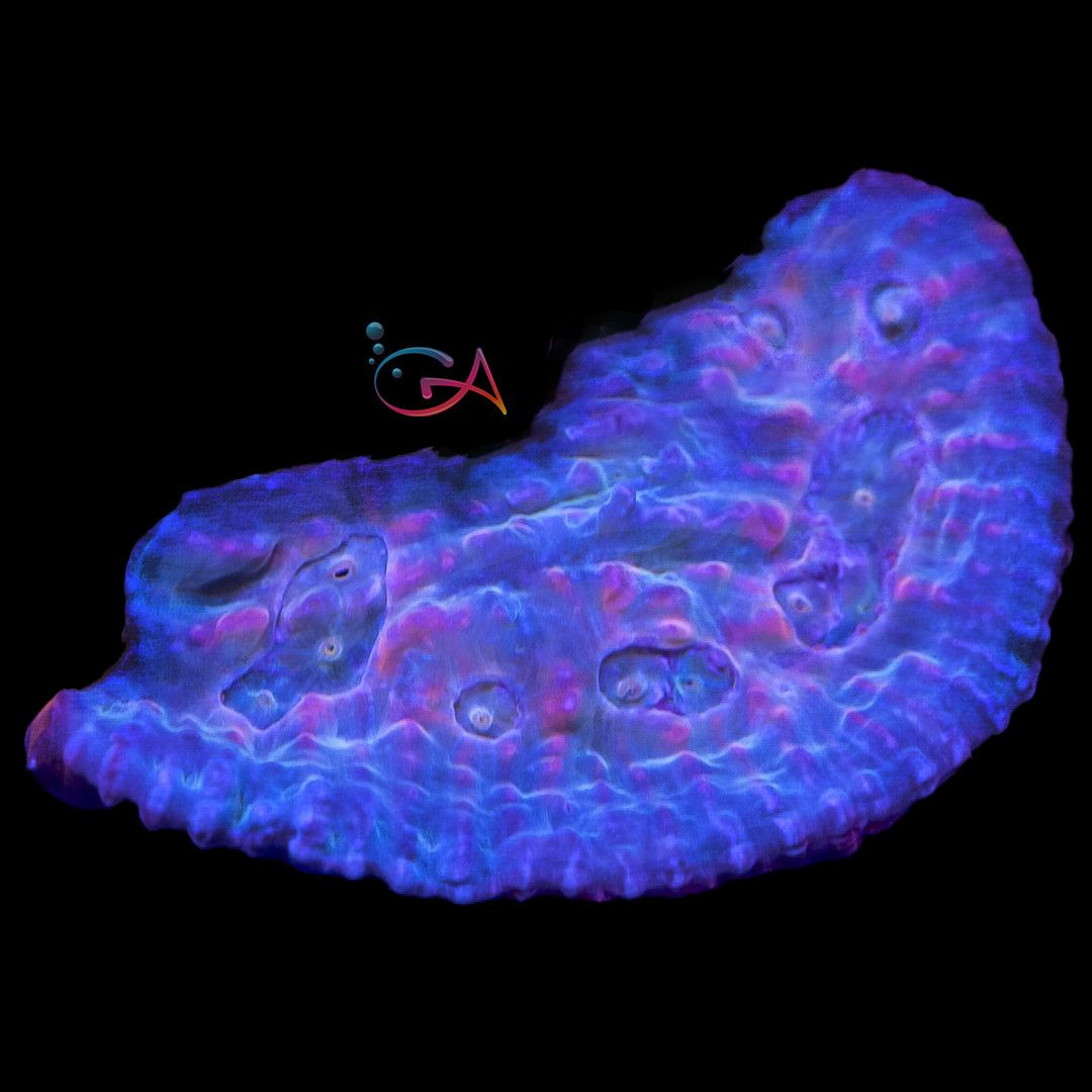 Coral - Frag - Chalice - Dragon Fruit