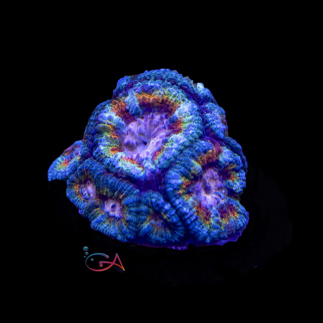 Coral - Frag - Acan Micromussa - Awesome Blossom