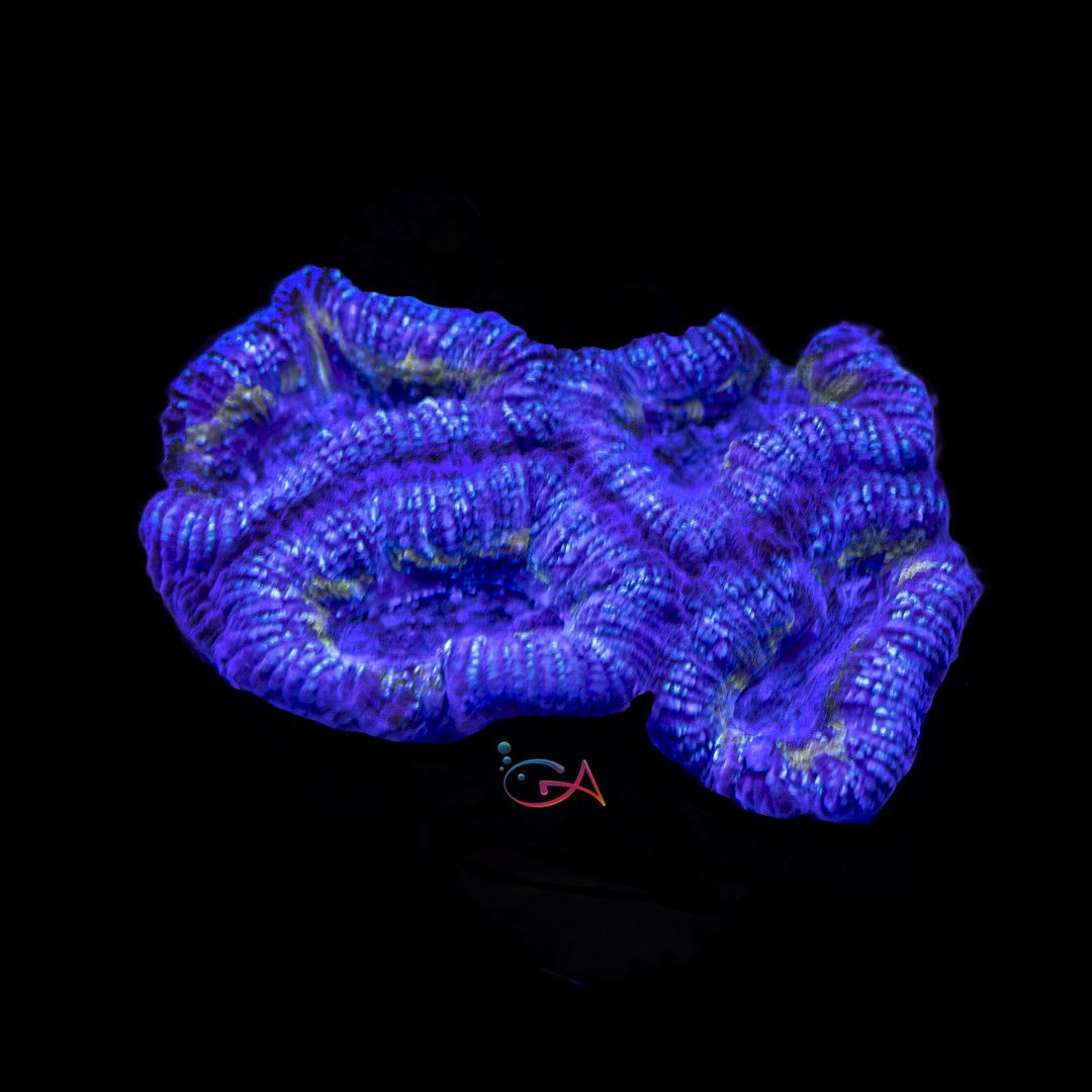 Coral - Frag - Acan Lordhowensis - Peanut Butter & Jelly GA