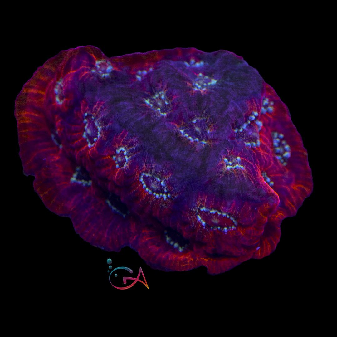 Coral - Frag - Favites -  Hell Rider