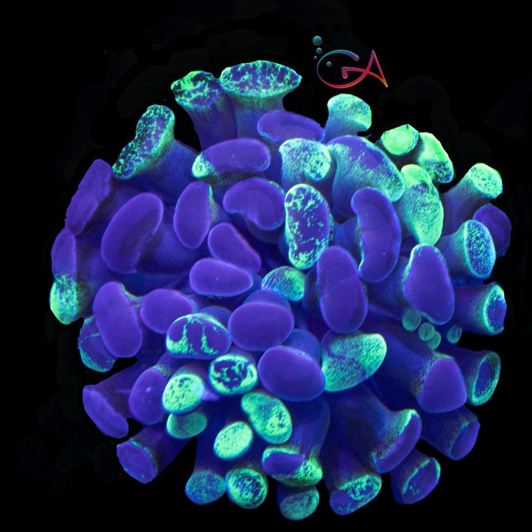 Coral - Frag - Euphyllia - Hammer Neon Splatter Paint