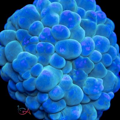 Bubble Coral