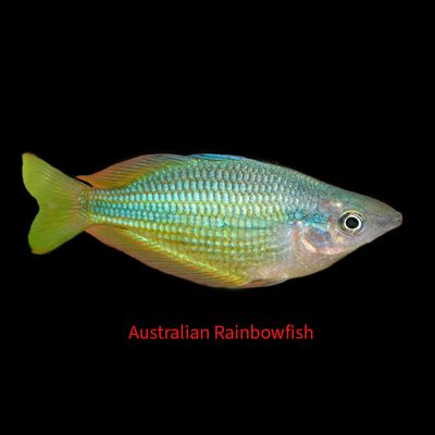 Freshwater Livestock