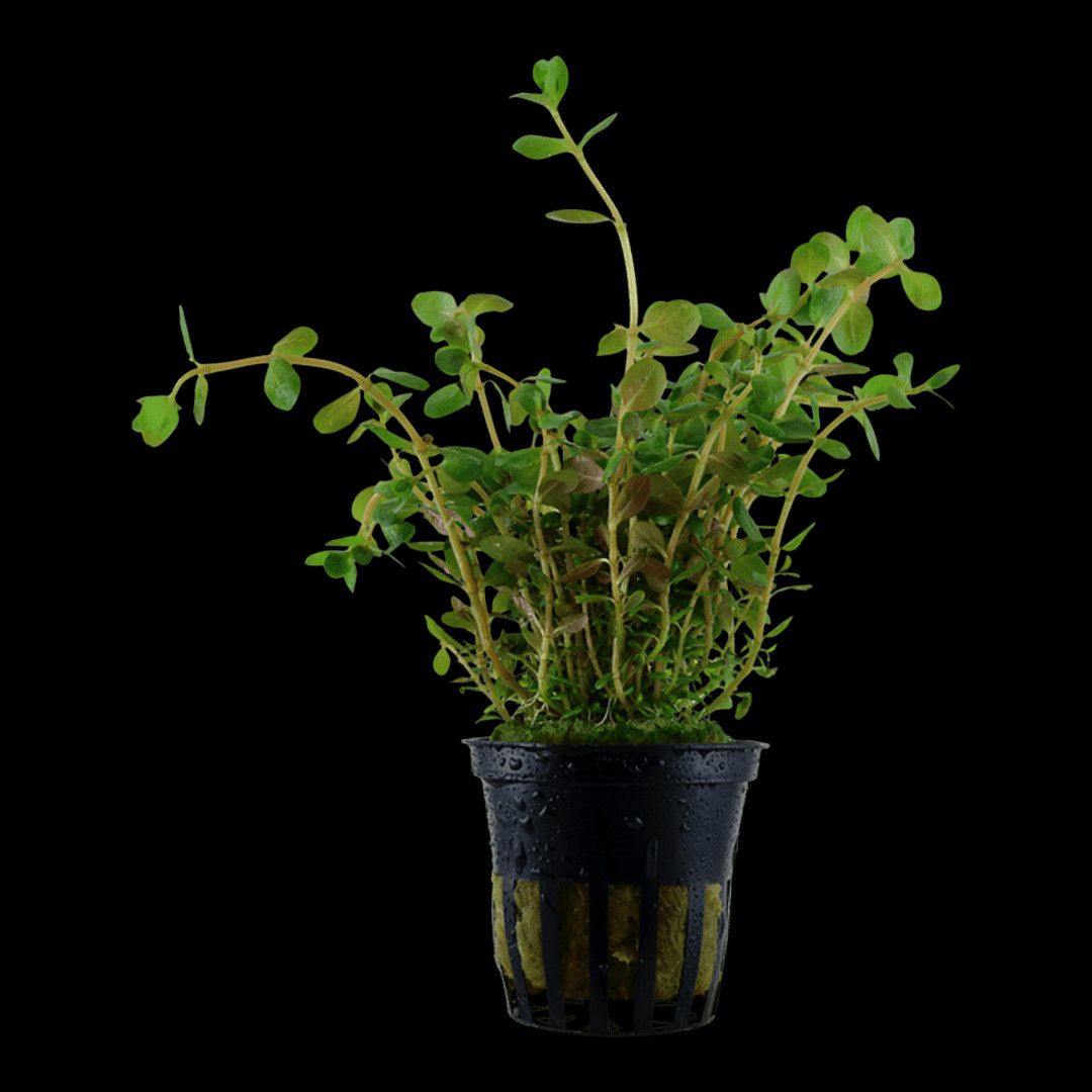 Rotala Rotundifolia - Potted (Tropica)