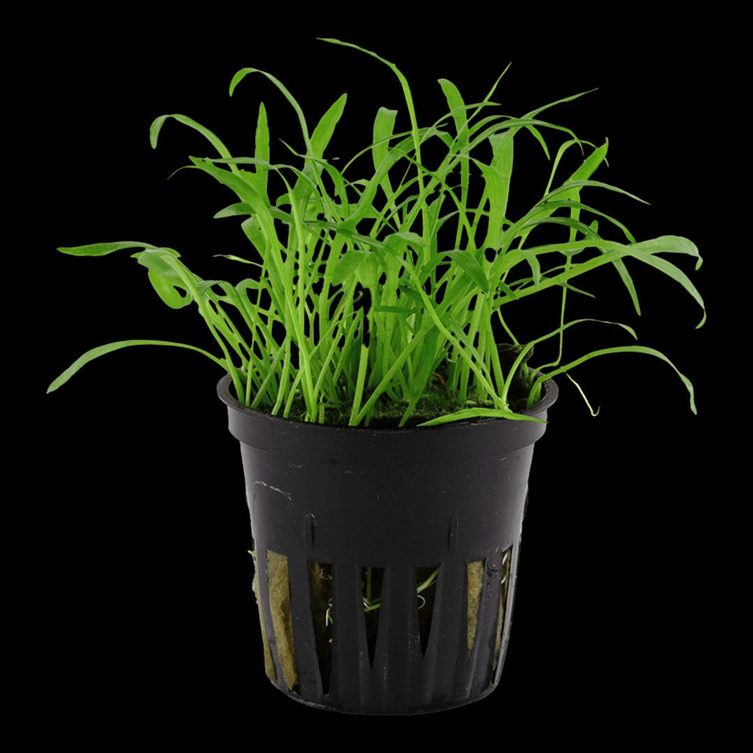 Lilaeopsis Brasiliensis - Potted (Tropica)