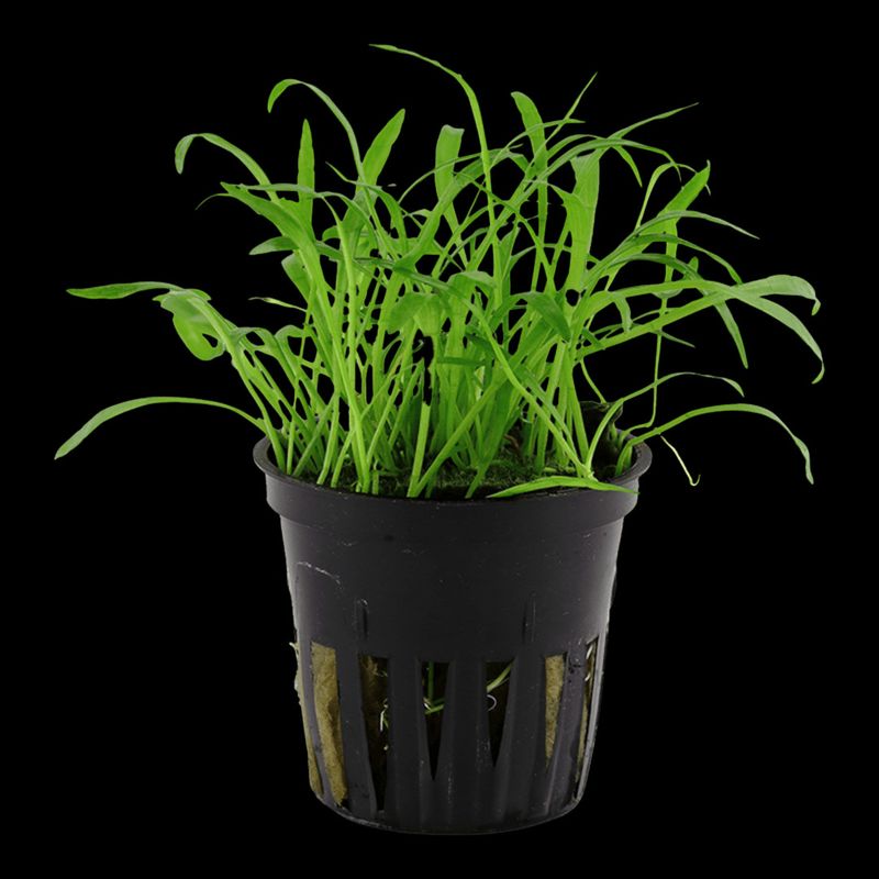 Lilaeopsis Brasiliensis - Potted (Tropica)