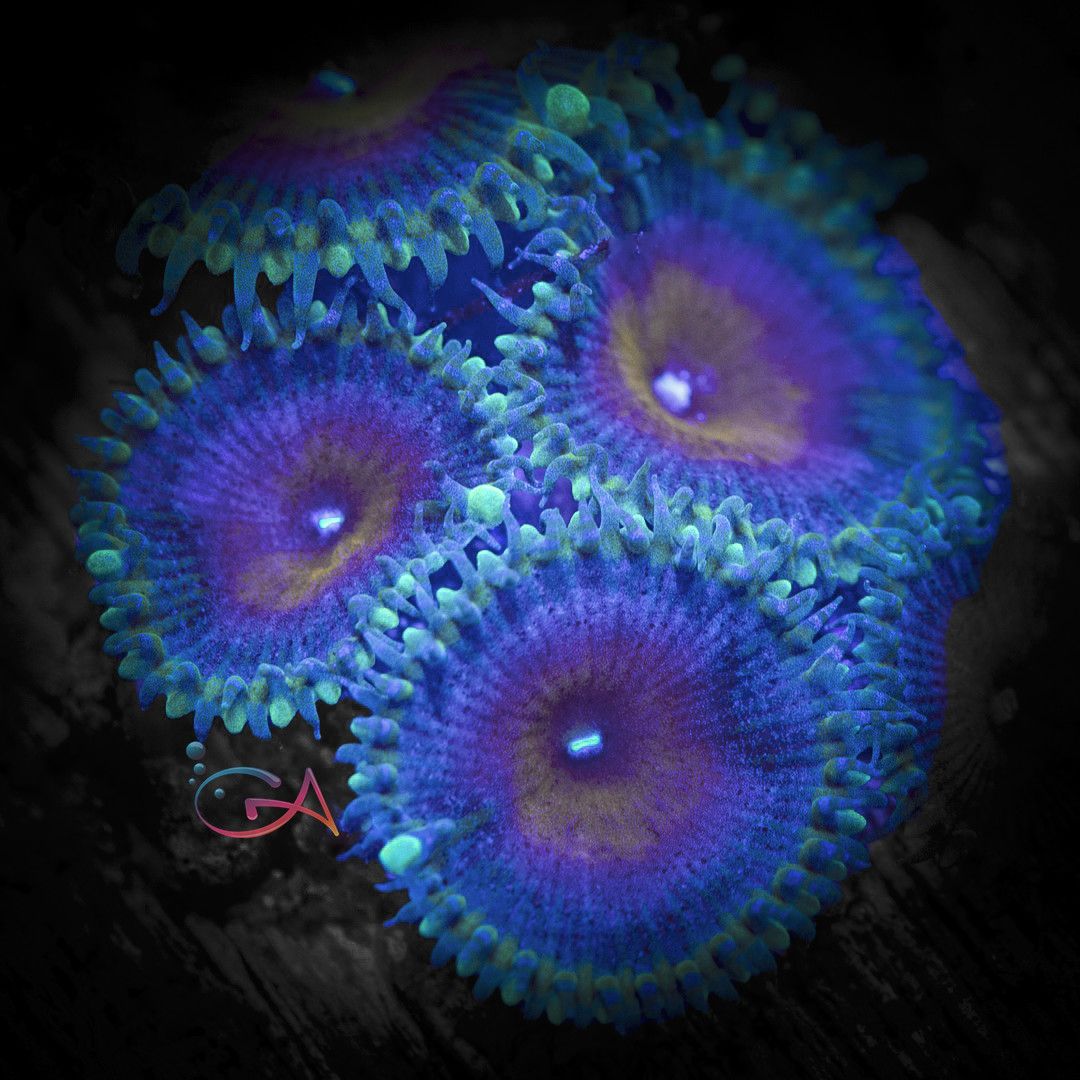 Coral - Frag - Palythoa - Captain America Protopalythoa, Size: (1-2 Polyp)