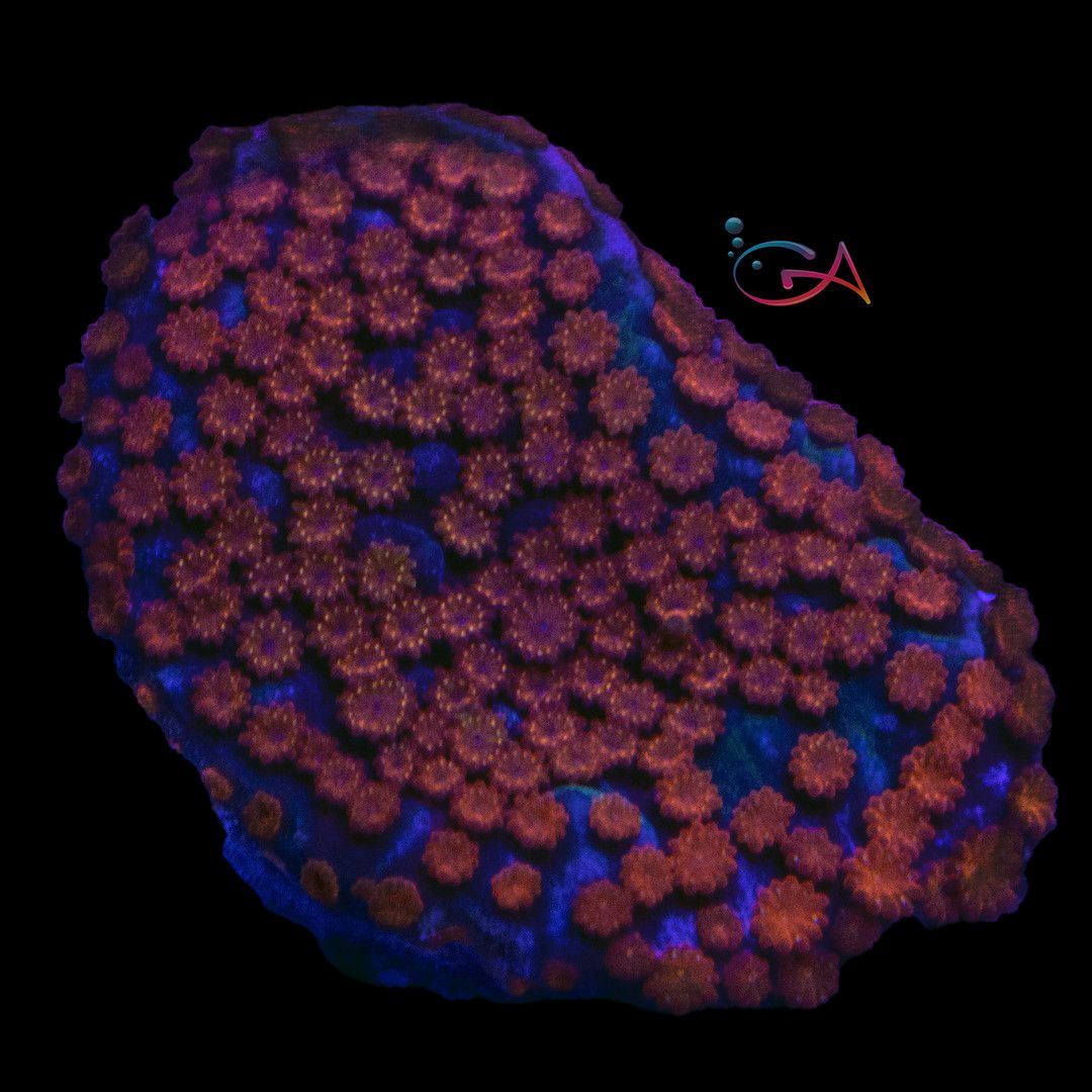 Coral - Frag - Montipora Superman