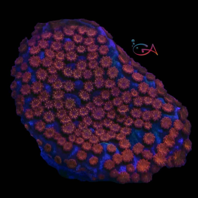 Coral - Frag - Montipora Superman