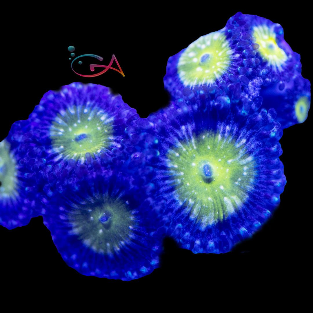 Coral - Frag - Zoa - Frozen Apple TSA, Size: (1-2 Polyps)