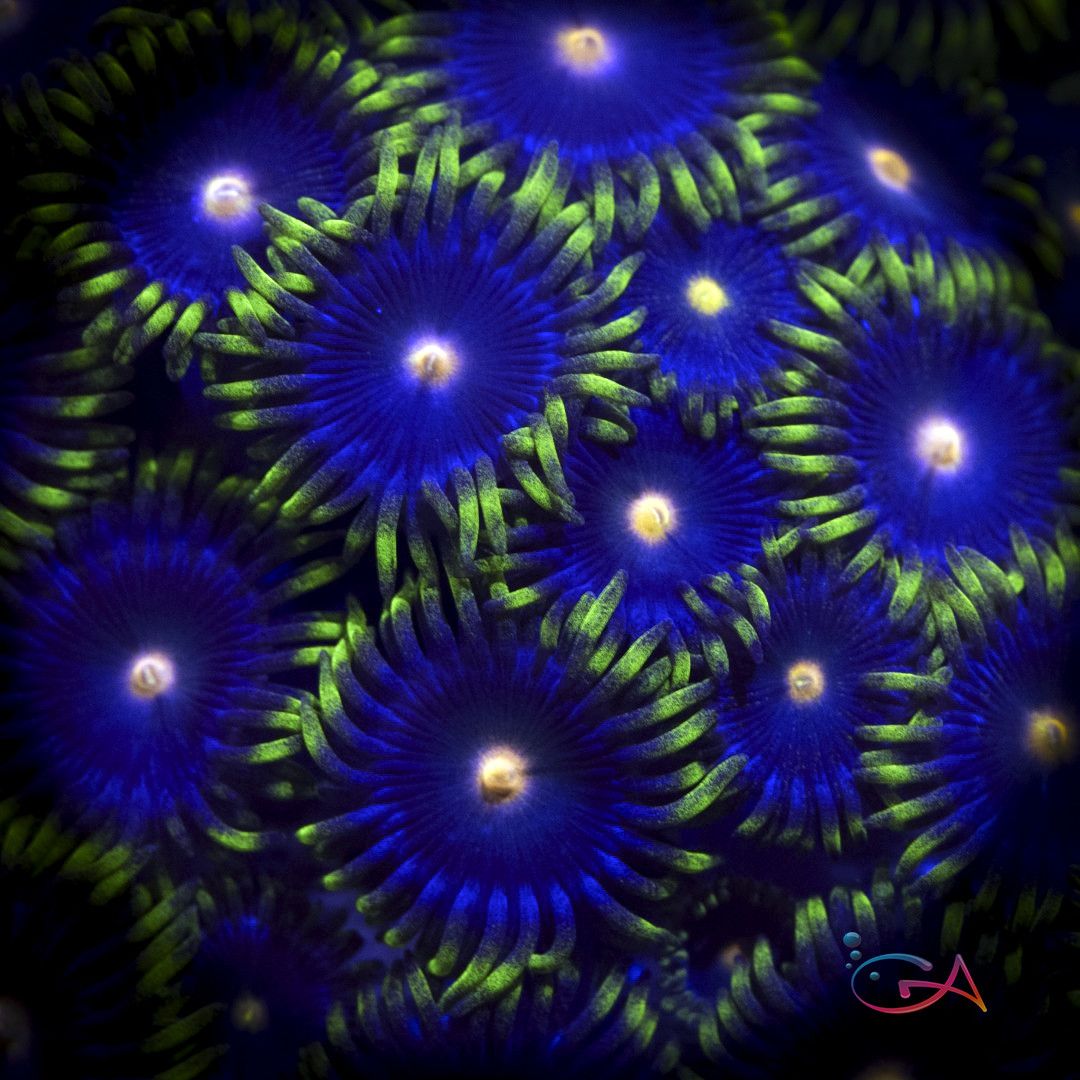 Coral - Frag - Zoa Clementines, Size: (1-2 Polyps)
