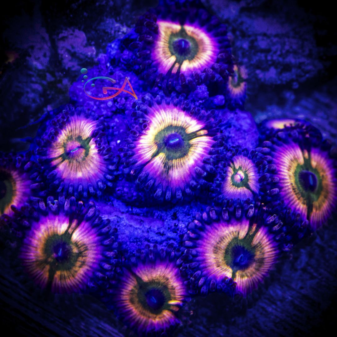 Coral - Frag - Zoa  Rainbow Infusion/Sunny D, Size: (1-2 Polyps)