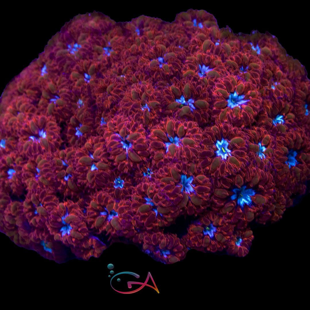Coral - Frag - Blastomussa  Merletti - Blue Raven, Size: (1-2 Head)