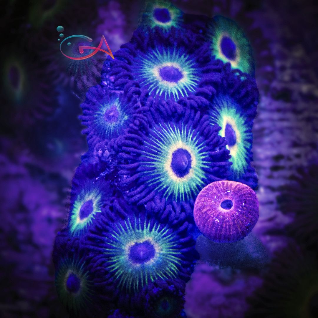 Coral - Frag - Zoa - Bob Marley, Size: (1-2 Polyps)