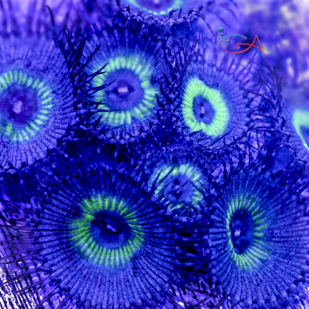 Coral - Frag - Palythoa - Mind Blowing, Size: (1-2 Polyp)