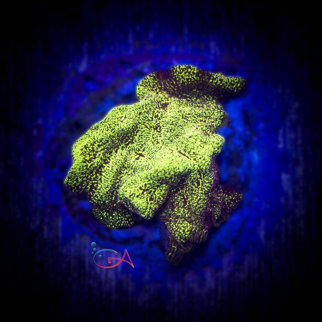 Coral - Frag - Leptoseris - Sun God BSA, Size: (3/4" Plug)