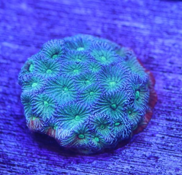 Coral - Frag - Favia - Space Jam GA