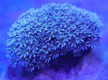 Coral - Frag - Pipe Organ - Daisy Darling GA