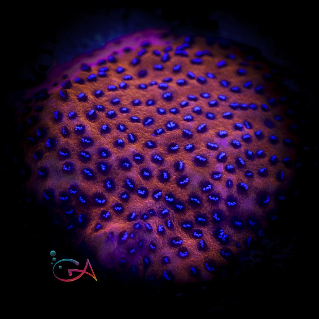 Coral - Frag - Montipora - Mystic Sunset / Reverse Superman, Size: (3/4"Ht)