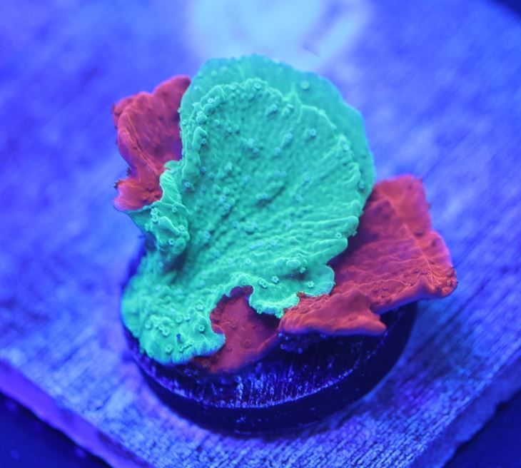 Coral - Frag - Montipora Capricornis - Grafted - Soft Mint & Cherries