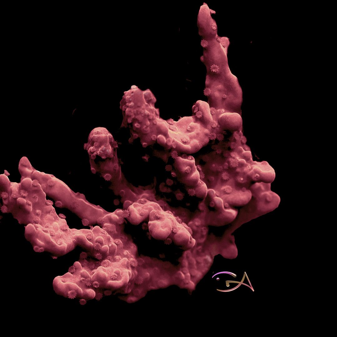 Coral - Frag - Montipora Setosa - Red, Size: (3/4"Ht)