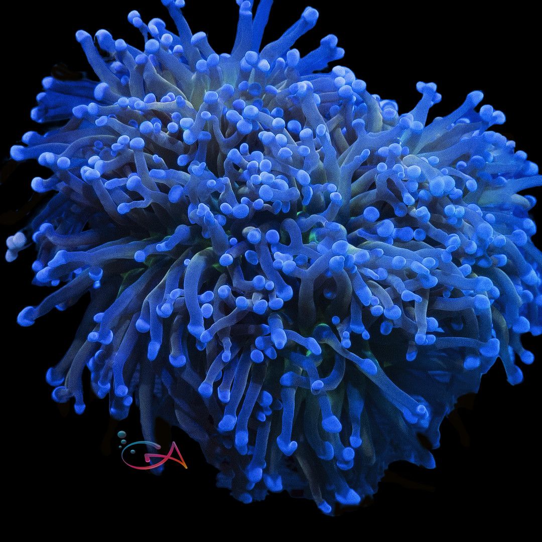 Coral - Frag - Euphyllia Frogspawn - Been Out Drinking GA, Size: (1 Hd.)