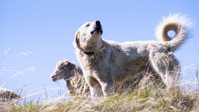 Piensos para perros de trabajo
