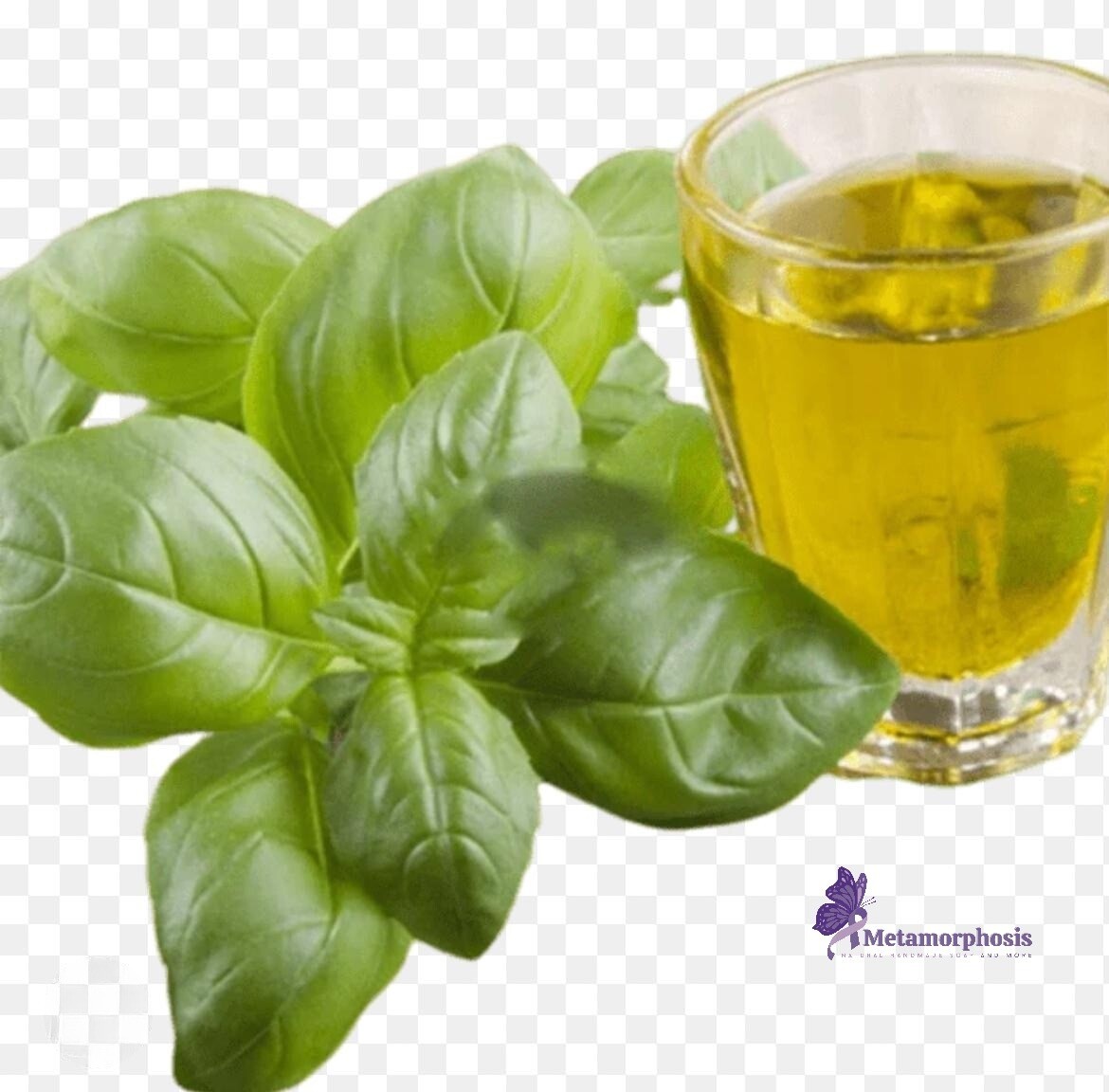 Basil Essential Oil