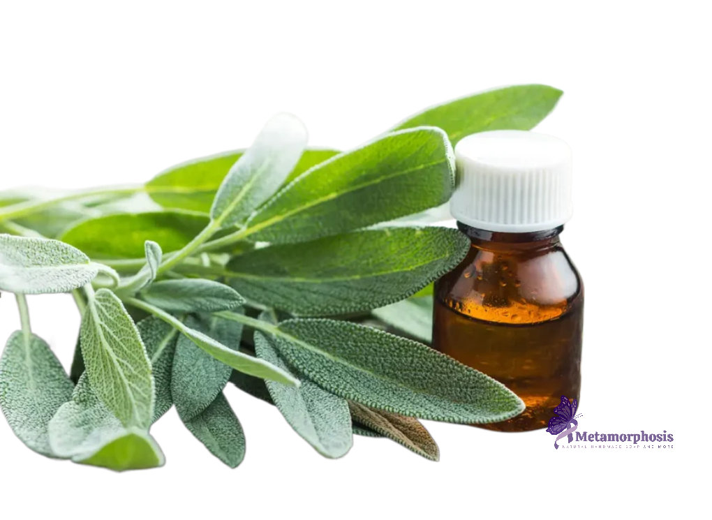 Sage essential oil