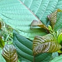 Kratom