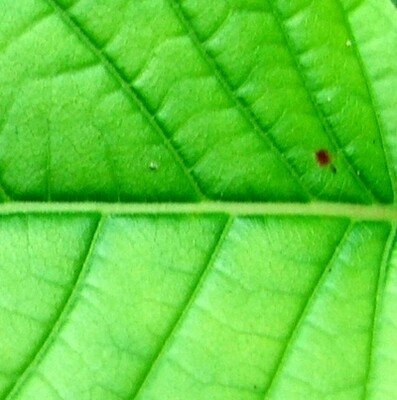 Green Maeng Da OG (ORIGINAL GRIND)