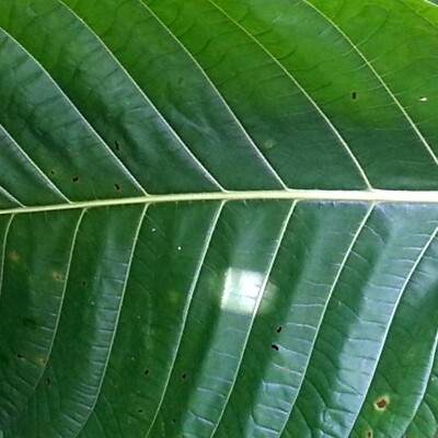 White Maeng Da OG (ORIGINAL GRIND)