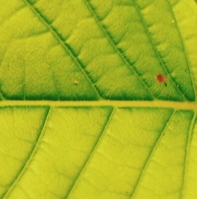 All GOOD Gold OG (ORIGINAL GRIND)