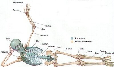 Tao of Bone, Joint, and Tendon Health
