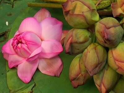 Taoist Sexual Energy Practices for Women