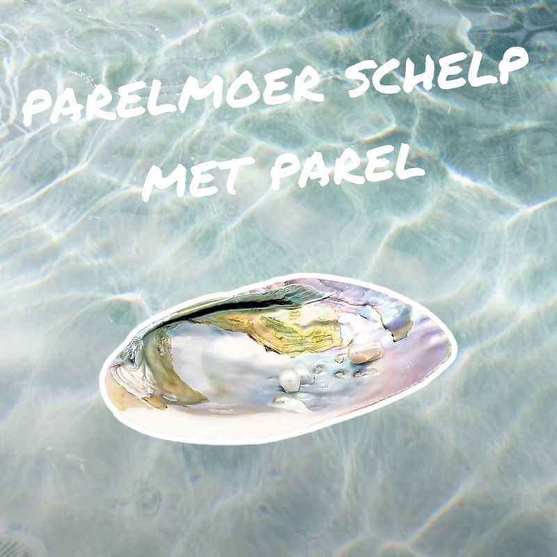 parelmoeren schelp met echte parel erin