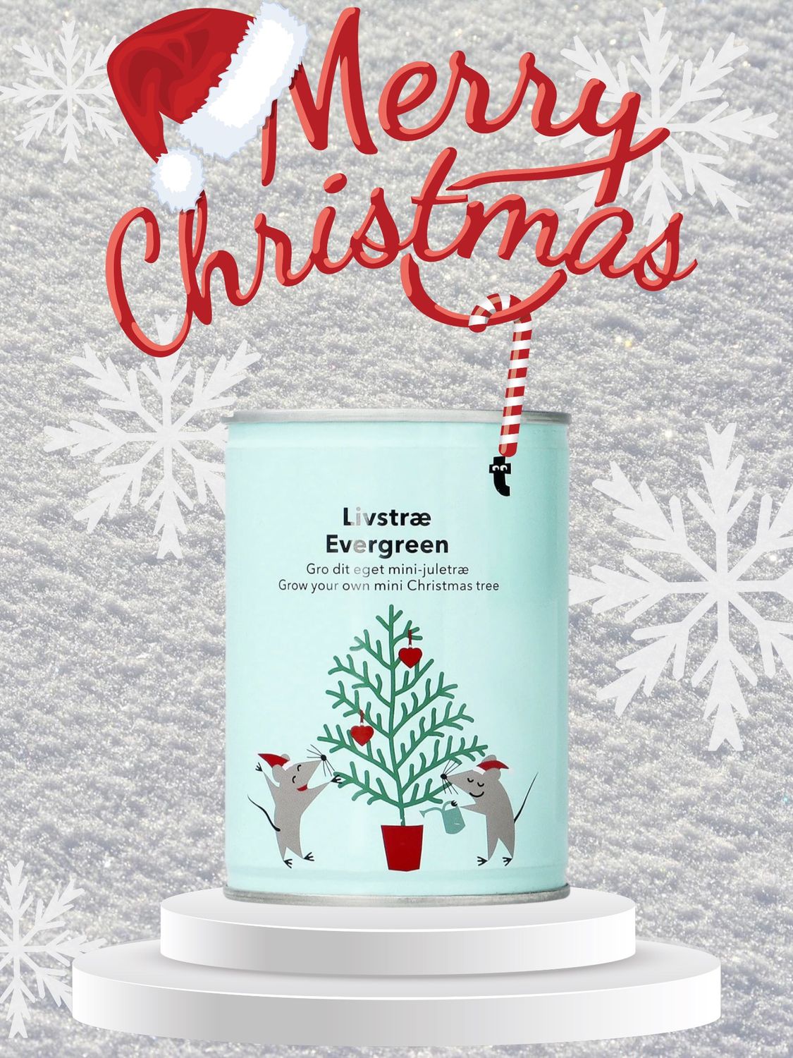 kweek je eigen kerstboom
