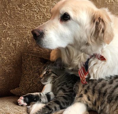 Insulated water bottle for you and your dog, personalized.