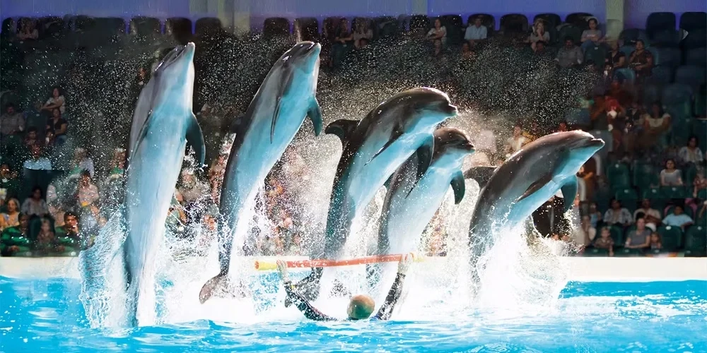 Dubai Dolphinarium -  Live Shows &amp; Swim with Dolphins