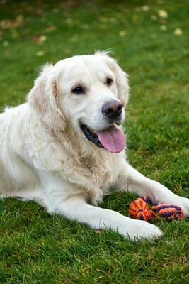 Playful paws collection