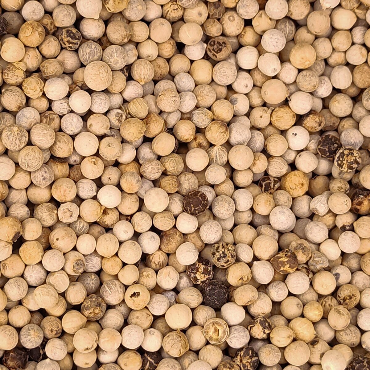PEBRE BLANC