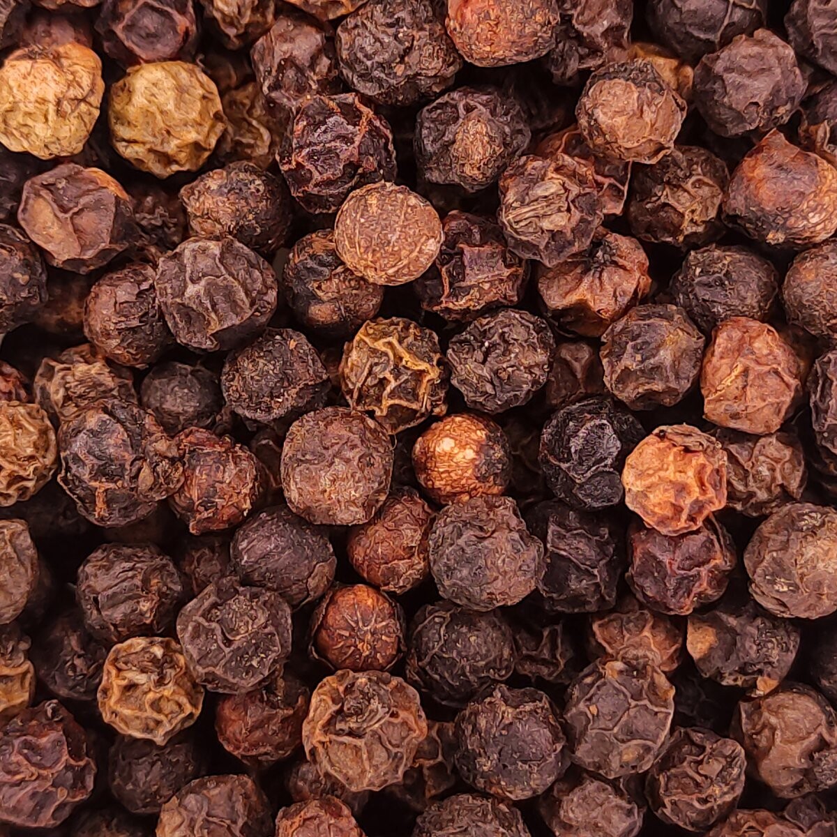 PEBRE NEGRE SENCER
