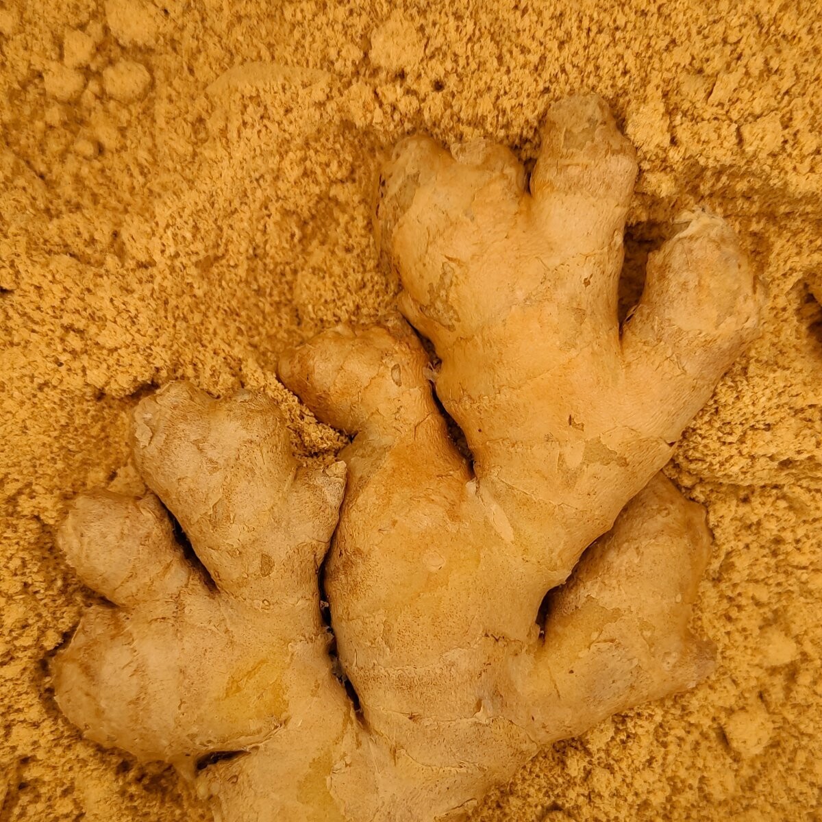 Gingebre mòlt