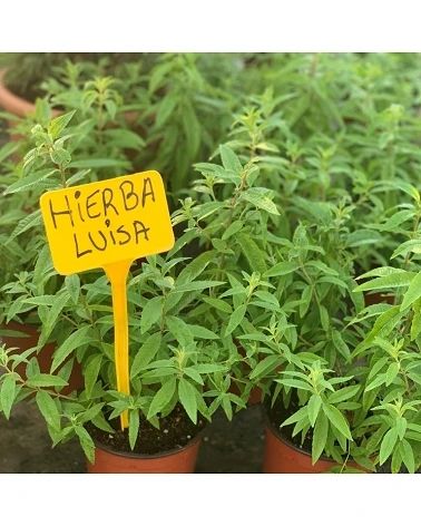 HERBA LLUÏSA