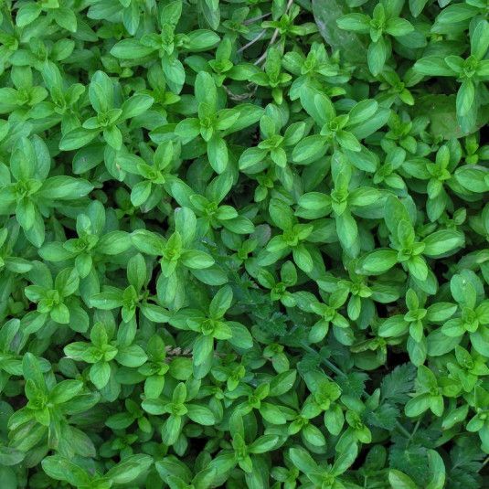 Poliol menta