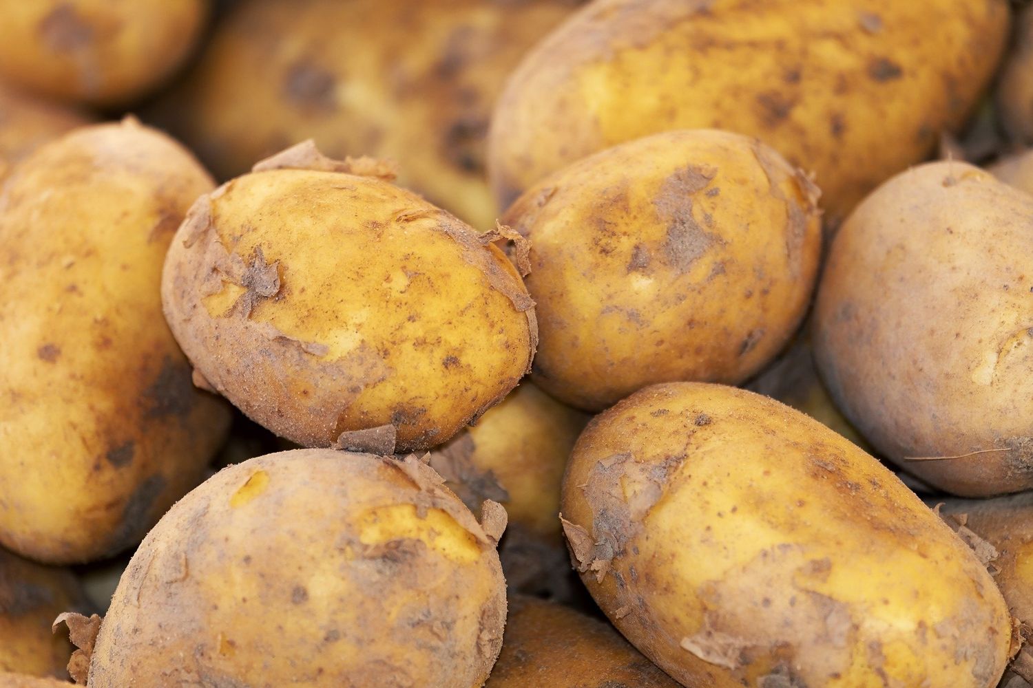 PATATA BLANCA