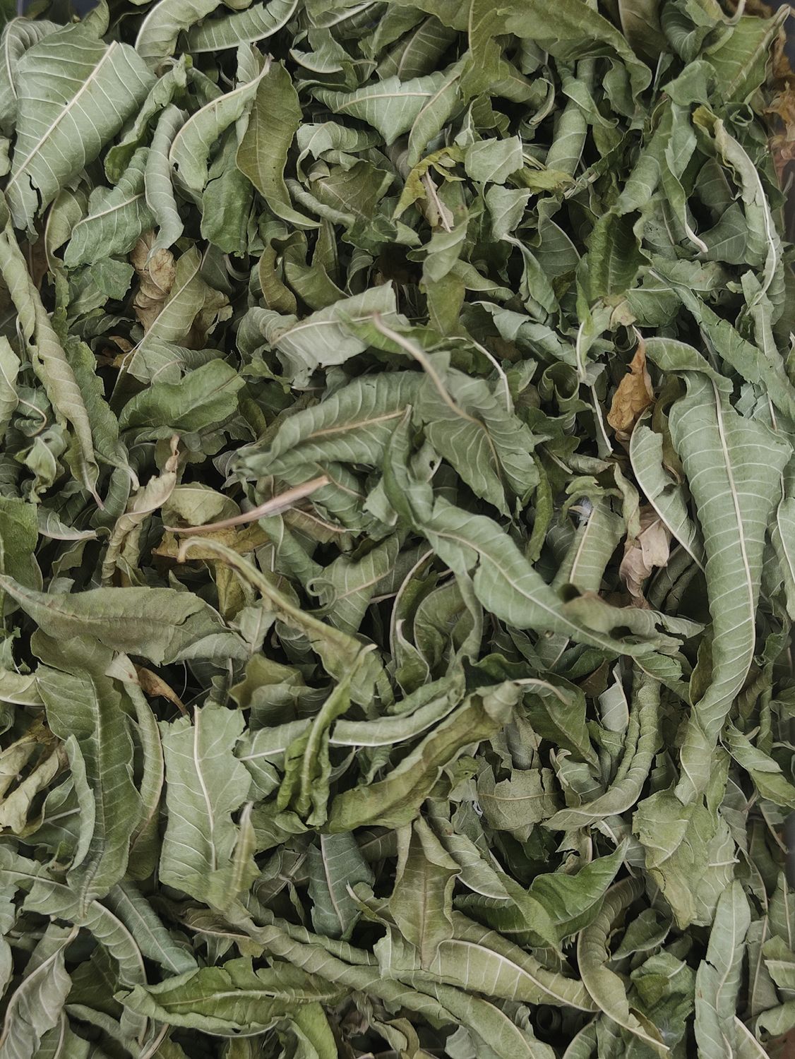 HERBA LLUÏSA