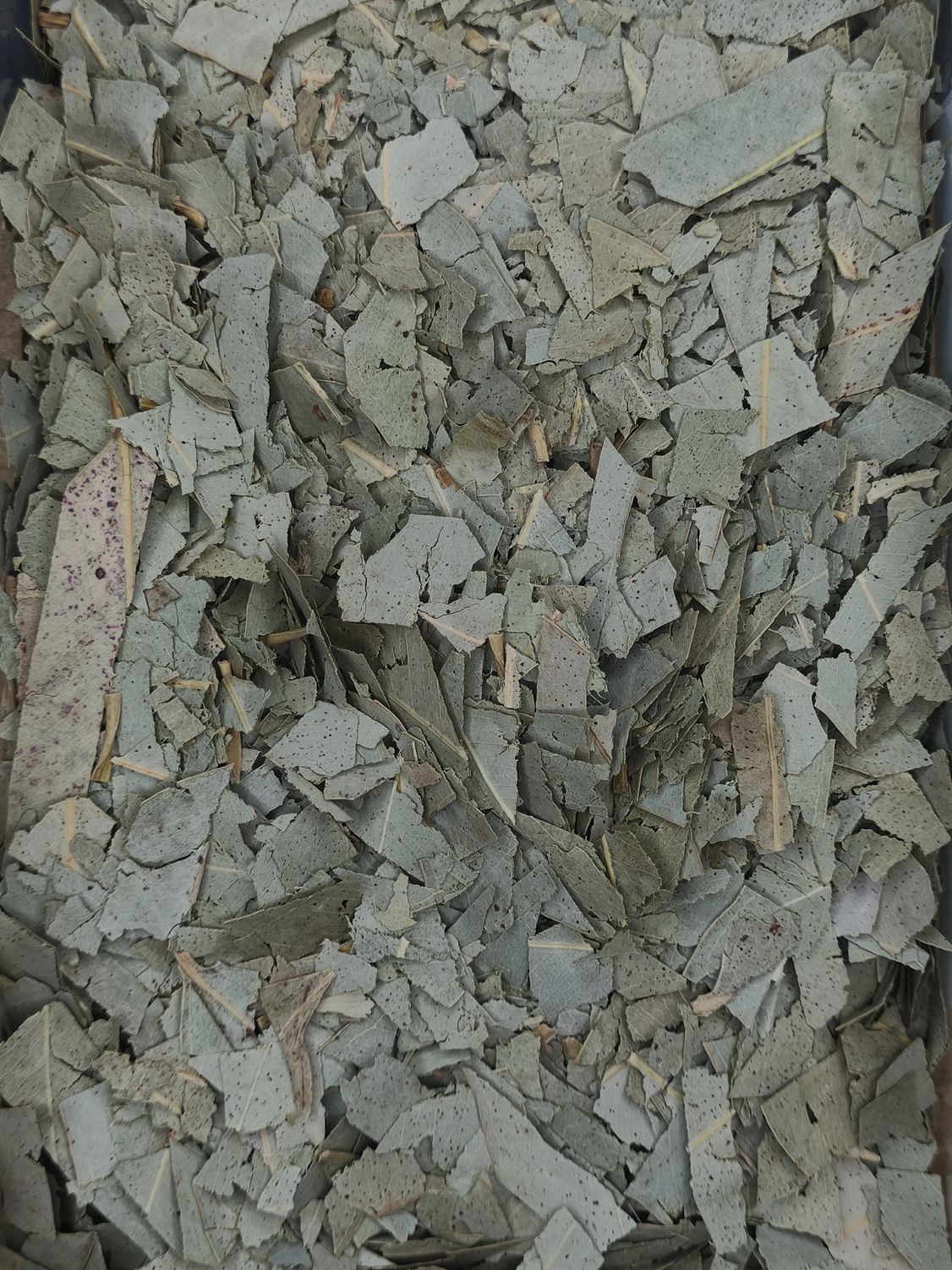 EUCALIPTUS